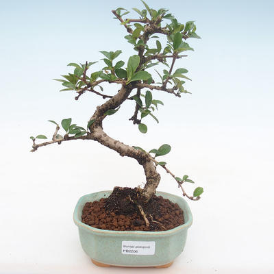 Innenbonsai - Carmona macrophylla - Tee fuki PB2206 - 1