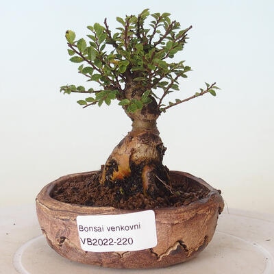 Outdoor-Bonsai - Ulmus parvifolia SAIGEN - Kleinblättrige Ulme - 1