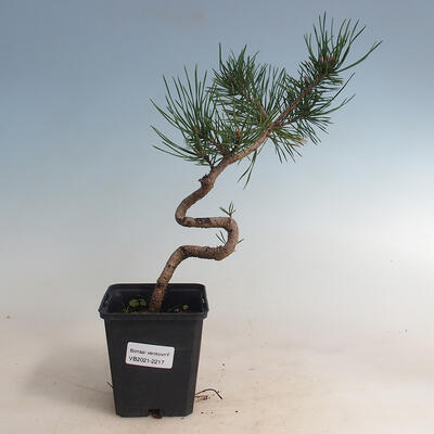 Outdoor-Bonsai - Pinus sylvestris - Waldkiefer