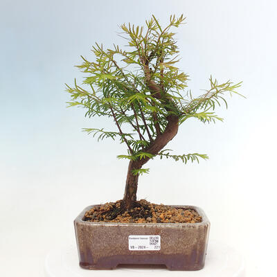 Bonsai im Freien - Metasequoia glyptostroboides - Chinesischer Metasequoia - 1