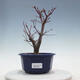 Outdoor-Bonsai - Ahorn palmatum DESHOJO - Ahorn palmate - 1/5