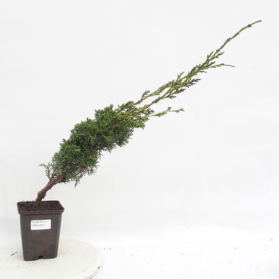 Bonsai im Freien - Juniperus chinensis Kishu - Chinesischer Wacholder