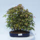 Acer palmatum - Ahorn - Hain - 1/5