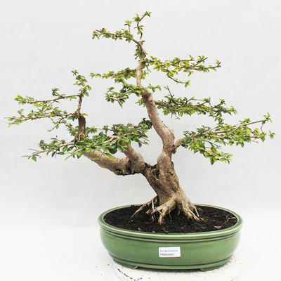 Indoor-Bonsai - Cudrania equisetifolia - 1