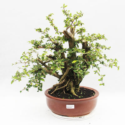 Indoor-Bonsai - Cudrania equisetifolia - 1