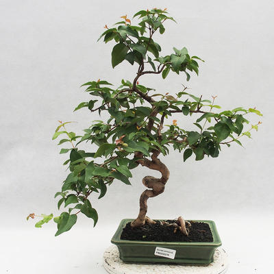 Indoor Bonsai - Australische Kirsche - Eugenia uniflora - 1