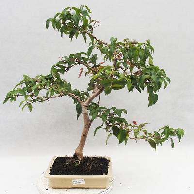 Indoor Bonsai - Australische Kirsche - Eugenia uniflora - 1