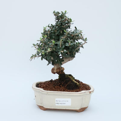 Raum-Bonsai - Olea europaea sylvestris - Olivgrüne europäische Bazillen - 1