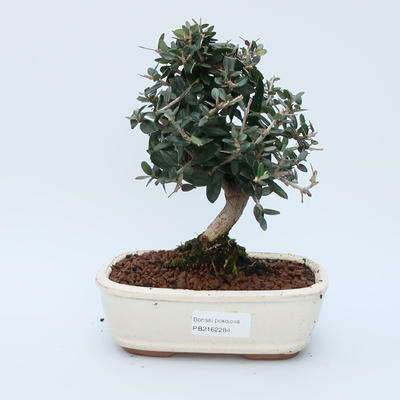 Raum-Bonsai - Olea europaea sylvestris - Olivgrüne europäische Bazillen - 1