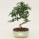 Zimmer Bonsai - Carmona macrophylla - Tea Fuki - 1/5