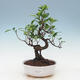 Zimmer Bonsai - Ficus kimmen - malolistý Ficus - 1/2