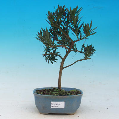 Zimmer Bonsai - Podocarpus - Stein Thousand - 1
