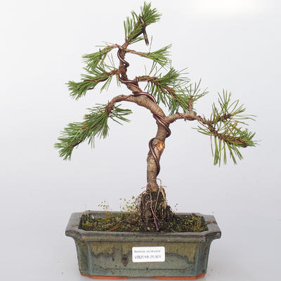 Outdoor-Bonsai - Pinus mugo - Kieferknie