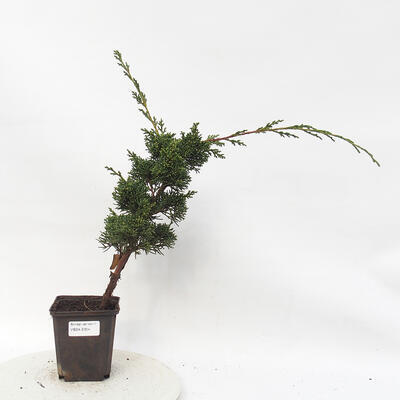 Bonsai im Freien - Juniperus chinensis Kishu - Chinesischer Wacholder