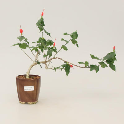 Raum-Bonsai - kleinblumiger Hibiskus - 1