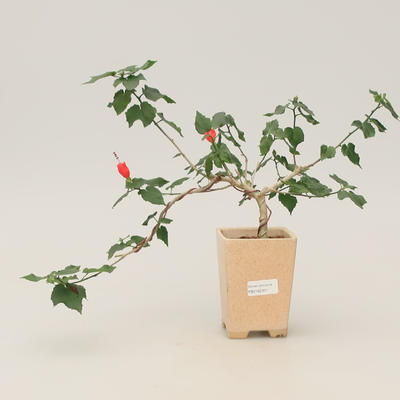 Raum-Bonsai - kleinblumiger Hibiskus - 1