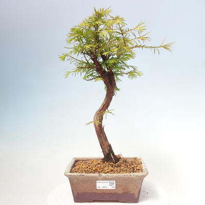 Bonsai im Freien - Metasequoia glyptostroboides - Chinesischer Metasequoia - 1