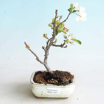 Bonsai im Freien - Malus sargentii - Apfelbaum mit kleinen Früchten - 1