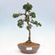 Outdoor-Bonsai - Juniperus chinensis Kishu - Chinesischer Wacholder - 1/4