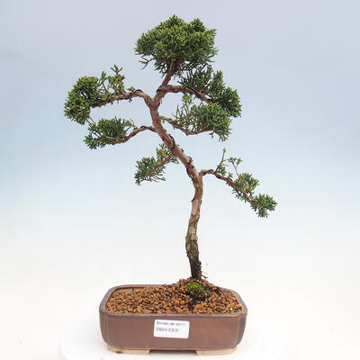 Outdoor-Bonsai - Juniperus chinensis Kishu - Chinesischer Wacholder - 1