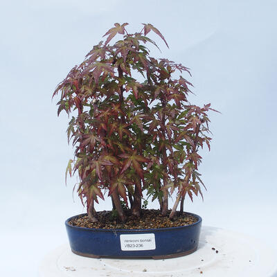 Acer palmatum - Ahorn - Hain - 1