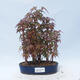 Acer palmatum - Ahorn - Hain - 1/5