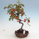 Bonsai im Freien - Malus halliana - Apfelbaum mit kleinen Früchten - 1/5