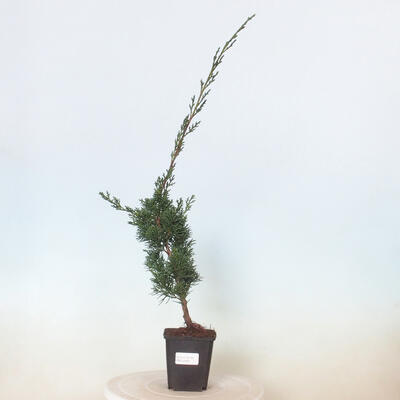 Outdoor-Bonsai - Juniperus chinensis Kishu - Chinesischer Wacholder