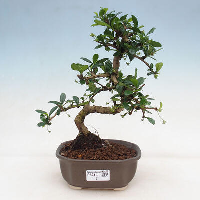 Zimmerbonsai - Carmona Macrophylla - Fuki-Tee - 1