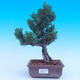 Outdoor-Bonsai -Borovice drobnokvětá - Pinus parviflora glauca - 1/7