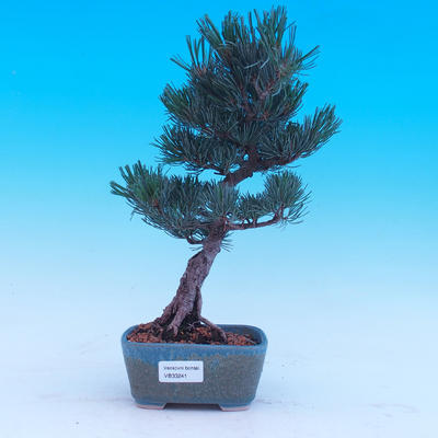Outdoor-Bonsai -Borovice drobnokvětá - Pinus parviflora glauca - 1
