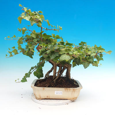 Outdoor bonsai- Hedera - Efeu - 1