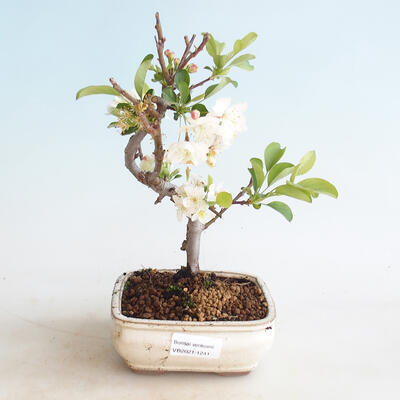 Bonsai im Freien - Malus sargentii - Apfelbaum mit kleinen Früchten - 1