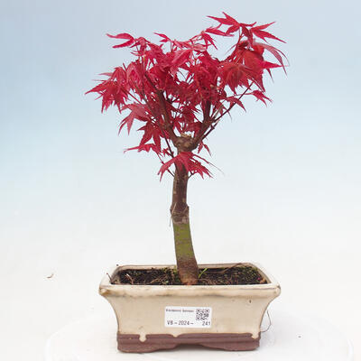 Bonsai im Freien - Ahorn - Acer palmatum DESHOJO - 1