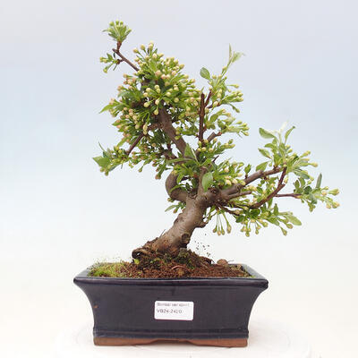 Freilandbonsai - Malus sargentii - Kleinfruchtiger Apfelbaum - 1