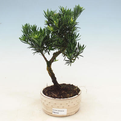 Zimmerbonsai - Podocarpus - Steintausend - 1