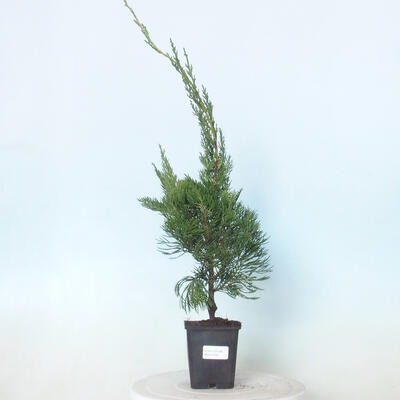 Outdoor-Bonsai - Juniperus chinensis Kaizuka - Chinesischer Wacholder