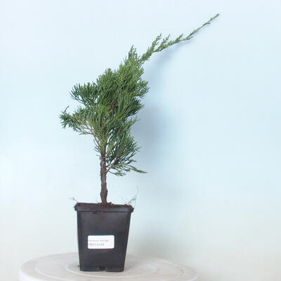 Outdoor-Bonsai - Juniperus chinensis Kaizuka - Chinesischer Wacholder