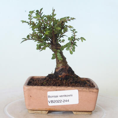 Outdoor-Bonsai - Ulmus parvifolia SAIGEN - Kleinblättrige Ulme - 1