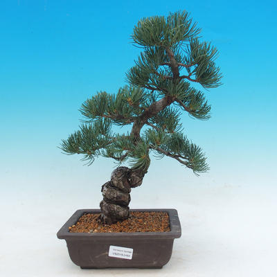Bonsai im Freien - Pinus parviflora Glauca - Kiefer