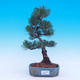 Outdoor-Bonsai -Borovice drobnokvětá - Pinus parviflora glauca - 1/7