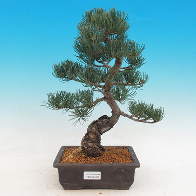 Bonsai im Freien - Pinus parviflora Glauca - Kiefer