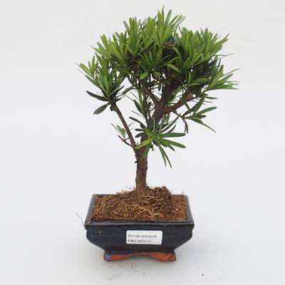Zimmer Bonsai - Podocarpus - Stein Thousand - 1