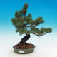 Bonsai im Freien - Pinus parviflora - kleine Kiefer - 1/2
