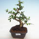 Indoor-Bonsai - Carmona macrophylla - Fuki-Tee PB2201241 - 1/5