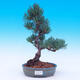 Outdoor-Bonsai -Borovice drobnokvětá - Pinus parviflora glauca - 1/6