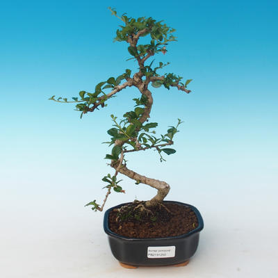 Innenbonsai - Carmona macrophylla - Tee fuki 405-PB2191250 - 1