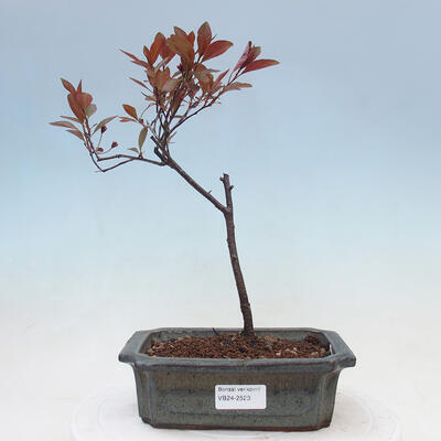 Bonsai im Freien - Prunus ceras Nigra - Pflaumenbaum - 1
