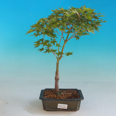 Outdoor-Bonsai-Acer Palmatum Aureum - Golden Maple Maple - 1