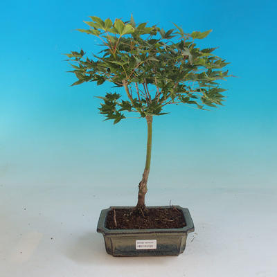Outdoor-Bonsai-Acer Palmatum Aureum - Golden Maple Maple - 1